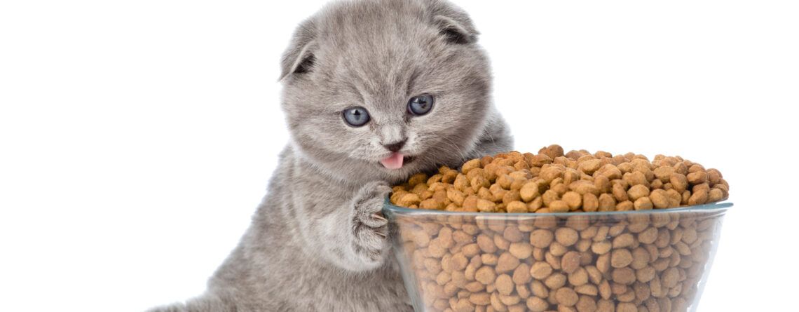 Top 11 Cat Food In Pakistan That Your Cat Will Love